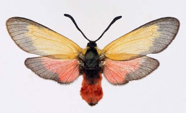 /filer/webapps/moths/media/images/O/ochreipennis_Epiorna_AF_TMSA.jpg