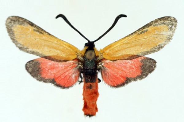 /filer/webapps/moths/media/images/O/ochreipennis_Epiorna_AM_TMSA.jpg