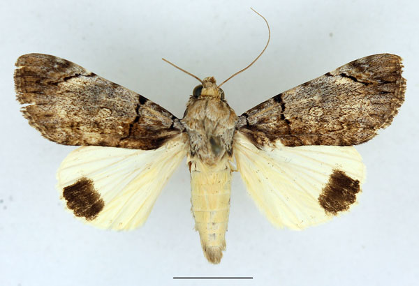 /filer/webapps/moths/media/images/O/ochreipennis_Ulotrichopus_AF_Aulombard.jpg