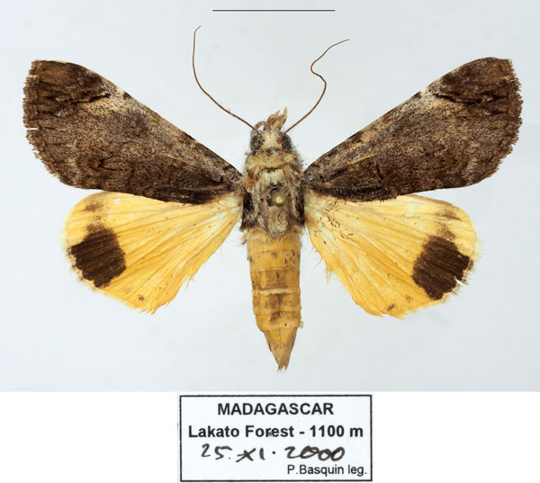 /filer/webapps/moths/media/images/O/ochreipennis_Ulotrichopus_AF_Basquina.jpg