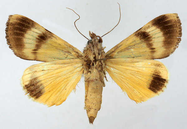 /filer/webapps/moths/media/images/O/ochreipennis_Ulotrichopus_AF_Basquinb.jpg