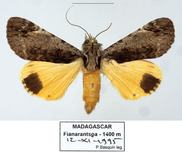 /filer/webapps/moths/media/images/O/ochreipennis_Ulotrichopus_AM_Basquina.jpg