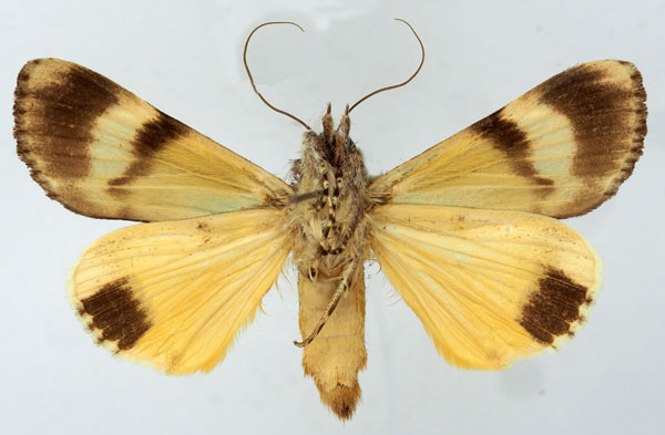 /filer/webapps/moths/media/images/O/ochreipennis_Ulotrichopus_AM_Basquinb.jpg