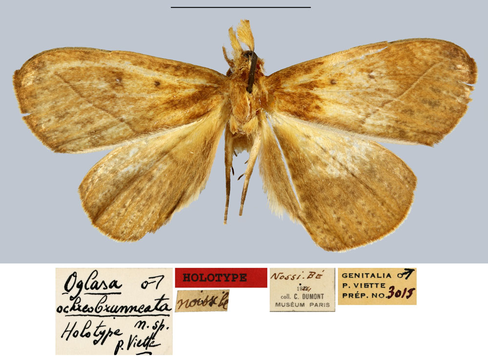 /filer/webapps/moths/media/images/O/ochreobrunneata_Oglasa_HT_MNHN.jpg