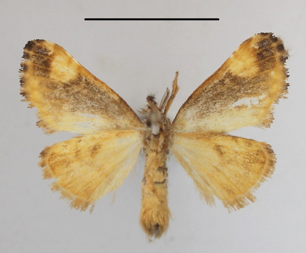 /filer/webapps/moths/media/images/O/ochreoguttata_Dasychira_AF_MGCLb_02.JPG
