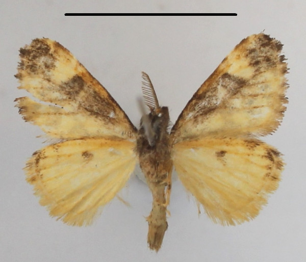 /filer/webapps/moths/media/images/O/ochreoguttata_Dasychira_AM_MGCLb_01.JPG