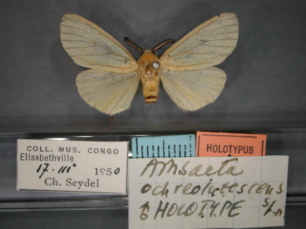 /filer/webapps/moths/media/images/O/ochreolutescens_Estigmene_HT_RMCA_01.jpg