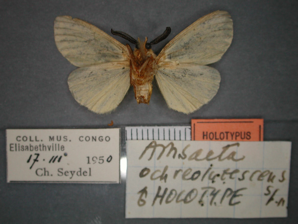/filer/webapps/moths/media/images/O/ochreolutescens_Estigmene_HT_RMCA_02.jpg