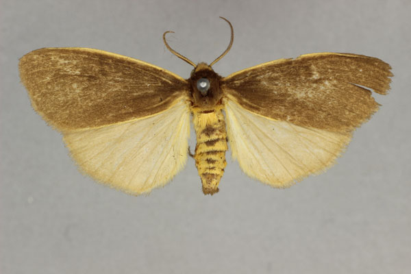 /filer/webapps/moths/media/images/O/ochreomarginata_Estigmene_AF_BMNH.jpg