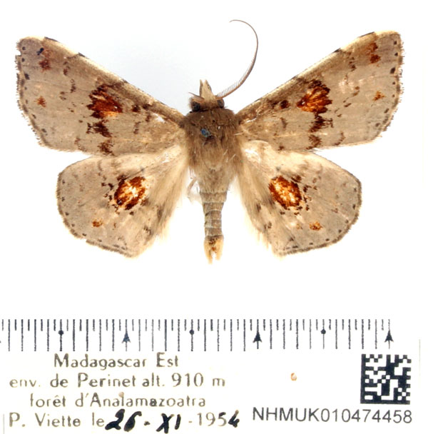 /filer/webapps/moths/media/images/O/ochreoplaga_Claterna_AM_BMNH.jpg
