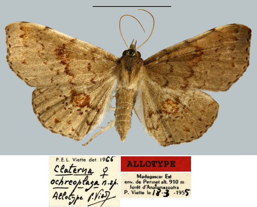 /filer/webapps/moths/media/images/O/ochreoplaga_Claterna_AT_MNHN.jpg