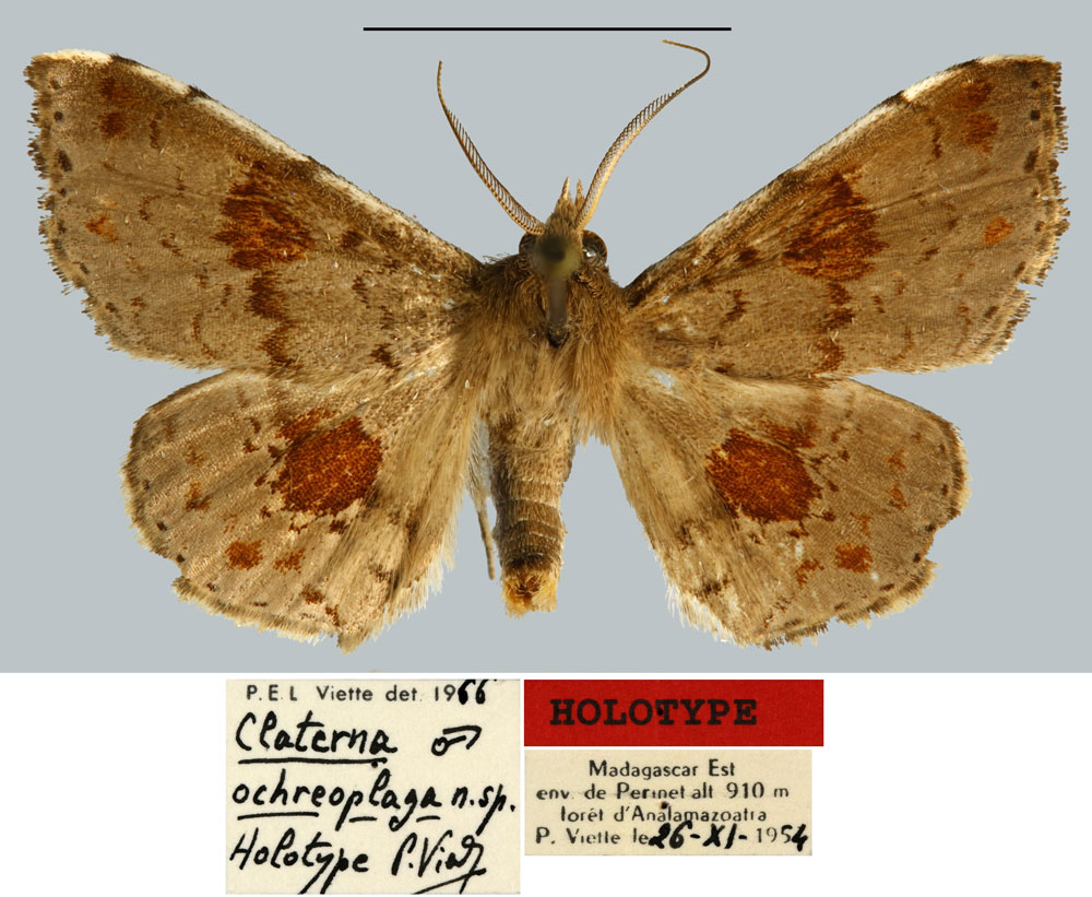 /filer/webapps/moths/media/images/O/ochreoplaga_Claterna_HT_MNHN.jpg