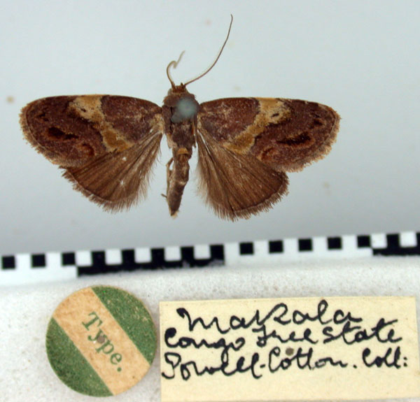 /filer/webapps/moths/media/images/O/ochreoplaga_Westermannia_HT_BMNH.jpg
