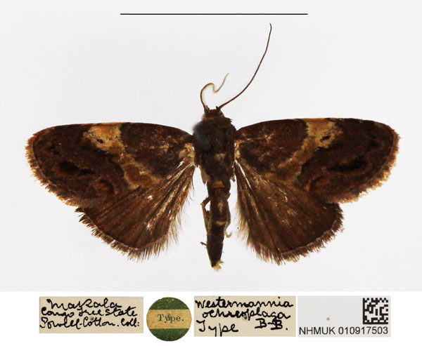 /filer/webapps/moths/media/images/O/ochreoplaga_Westermannia_HT_NHMUK.jpg