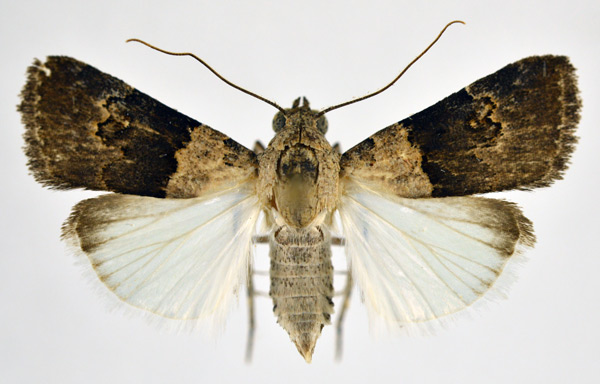/filer/webapps/moths/media/images/O/ochribasalis_Hypotacha_A_NHMO.jpg