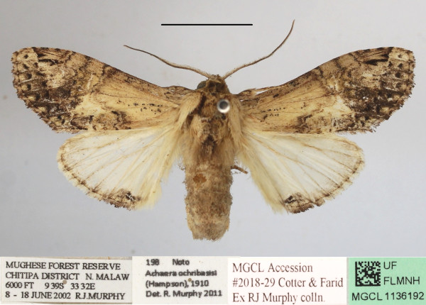 /filer/webapps/moths/media/images/O/ochribasis_Achaera_AF_MGCLa_03.JPG