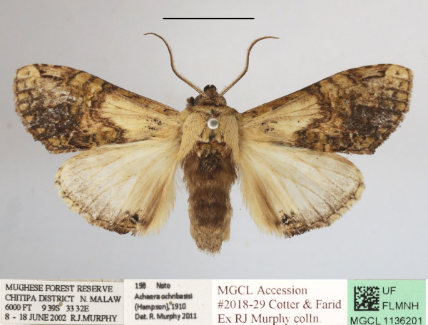 /filer/webapps/moths/media/images/O/ochribasis_Achaera_AF_MGCLa_04.JPG