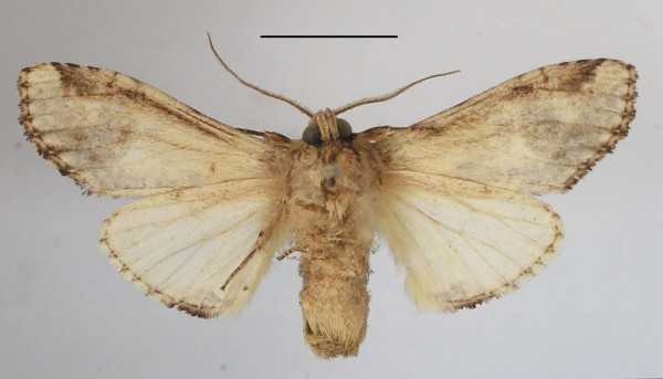 /filer/webapps/moths/media/images/O/ochribasis_Achaera_AF_MGCLb_03.JPG
