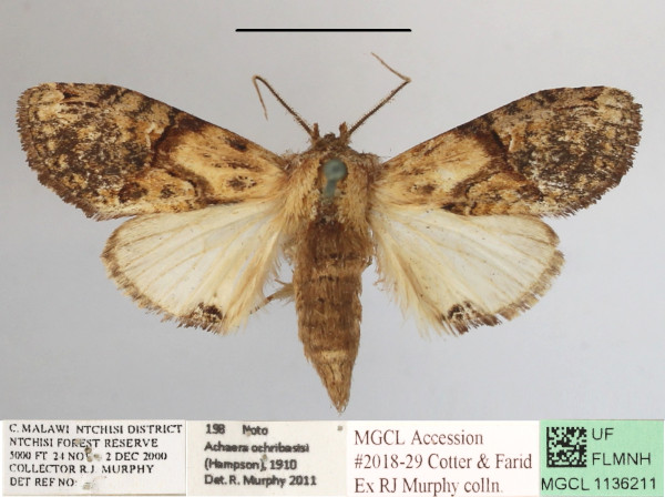 /filer/webapps/moths/media/images/O/ochribasis_Achaera_AM_MGCLa_01.JPG