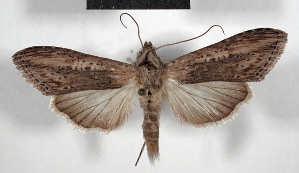 /filer/webapps/moths/media/images/O/ochribasis_Cucullia_AF_MSNM.jpg