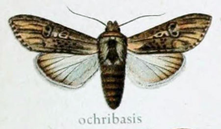 /filer/webapps/moths/media/images/O/ochribasis_Cucullia_HT_Gaede_7e.jpg