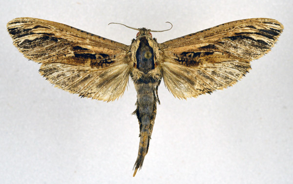 /filer/webapps/moths/media/images/O/ochricosta_Strigocossus_AF_NHMO.jpg