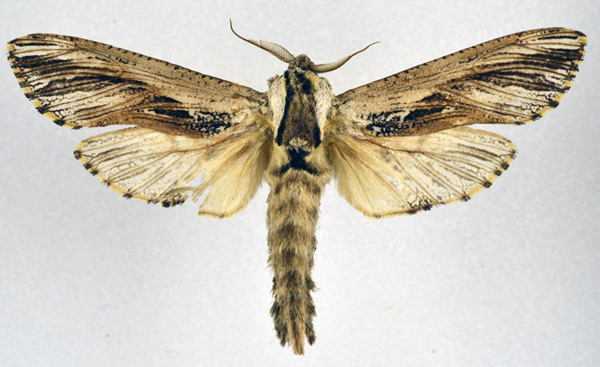 /filer/webapps/moths/media/images/O/ochricosta_Strigocossus_AM_NHMO.jpg