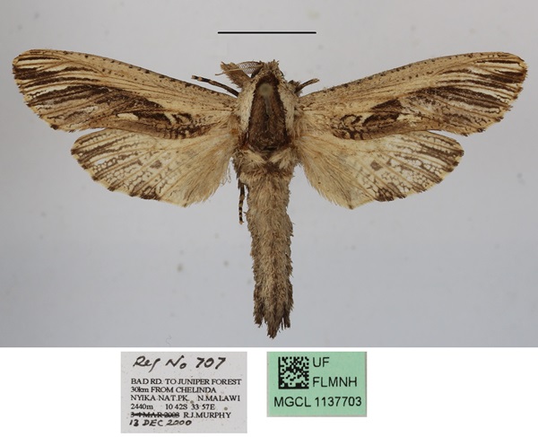 /filer/webapps/moths/media/images/O/ochricosta_Strigocossus_A_MGCLa.JPG
