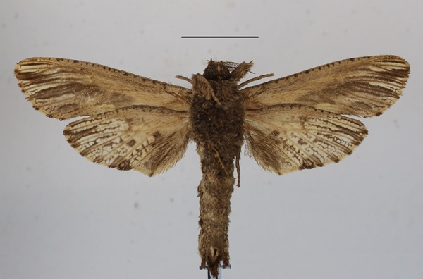 /filer/webapps/moths/media/images/O/ochricosta_Strigocossus_A_MGCLb.JPG