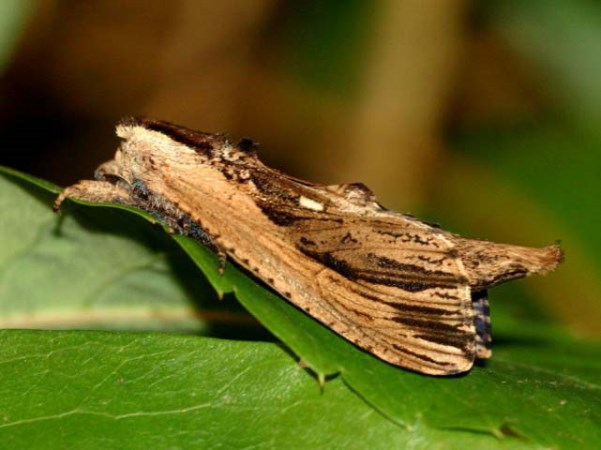 /filer/webapps/moths/media/images/O/ochricosta_Strigocossus_A_Wursten.jpg