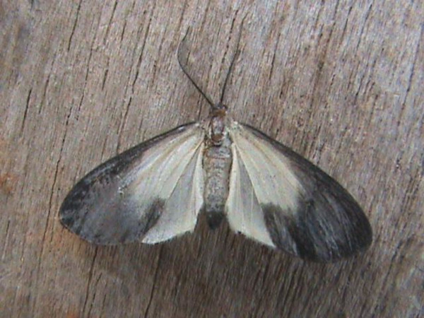 /filer/webapps/moths/media/images/O/ochricosta_Terina_A_Guyonnet.jpg