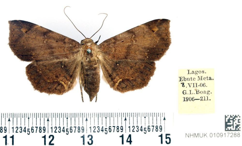 /filer/webapps/moths/media/images/O/ochrigrapta_Mecodina_STF_BMNH_02.jpg