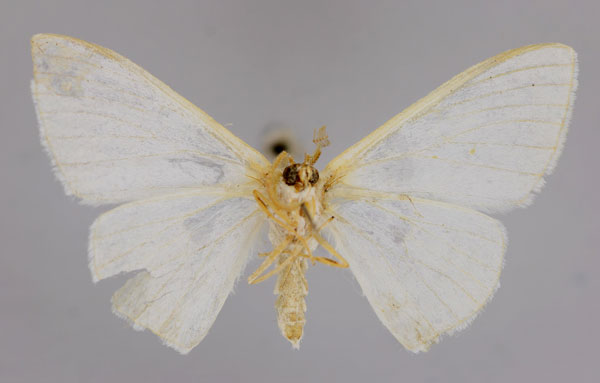 /filer/webapps/moths/media/images/O/ochripicta_Problepsis_A_ZSM_02.jpg
