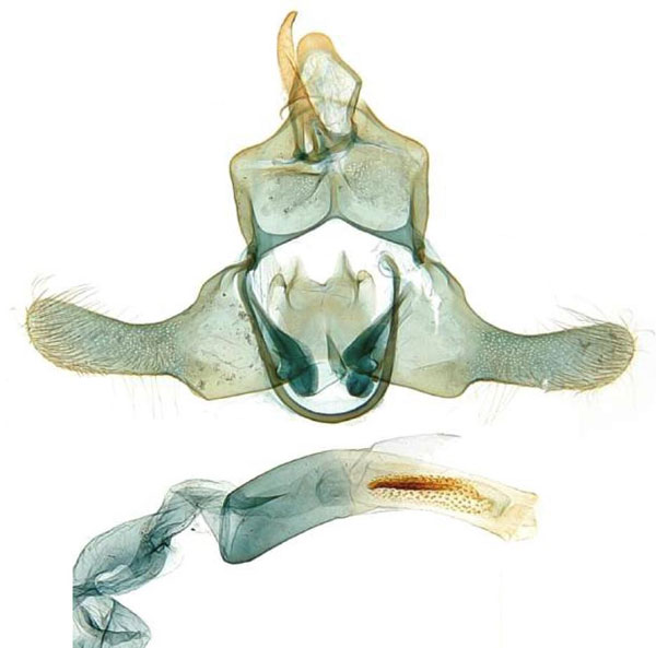 /filer/webapps/moths/media/images/O/ochrizona_Torodora_GMHT_MNHN.jpg