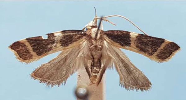 /filer/webapps/moths/media/images/O/ochrizona_Torodora_HT_MNHN.jpg