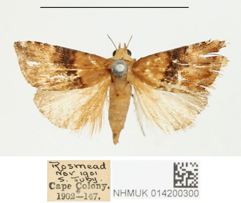 /filer/webapps/moths/media/images/O/ochrobasis_Eublemma_PTM_BMNH.jpg