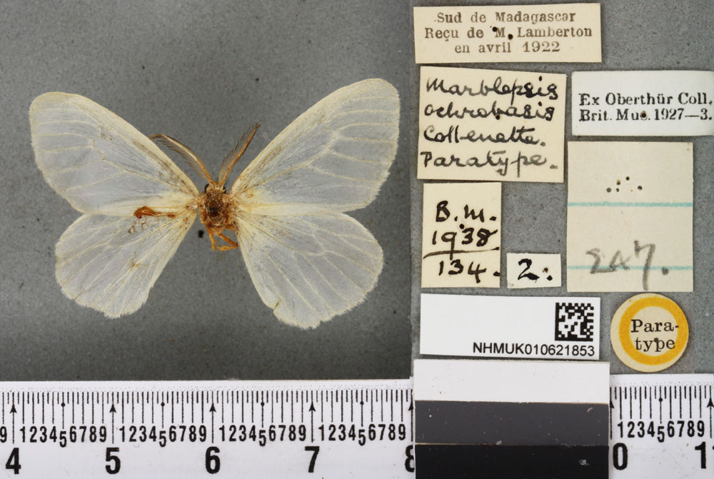 /filer/webapps/moths/media/images/O/ochrobasis_Marblepsis_PTM_BMNHa.jpg