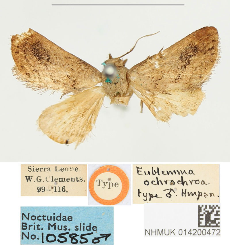 /filer/webapps/moths/media/images/O/ochrochroa_Eulemma_STM_BMNH.jpg