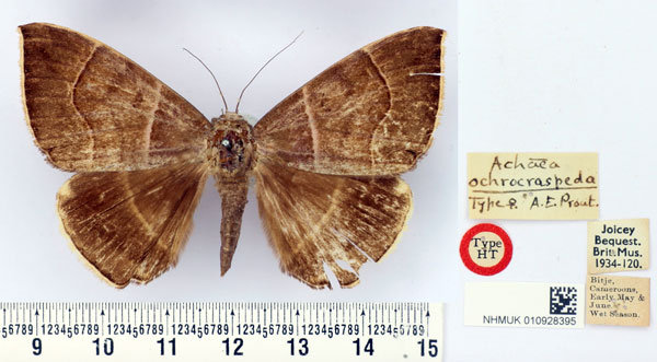 /filer/webapps/moths/media/images/O/ochrocraspeda_Achaea_AT_BMNH.jpg