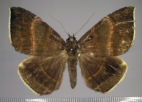 /filer/webapps/moths/media/images/O/ochrocraspeda_Achaea_A_Basquin.jpg