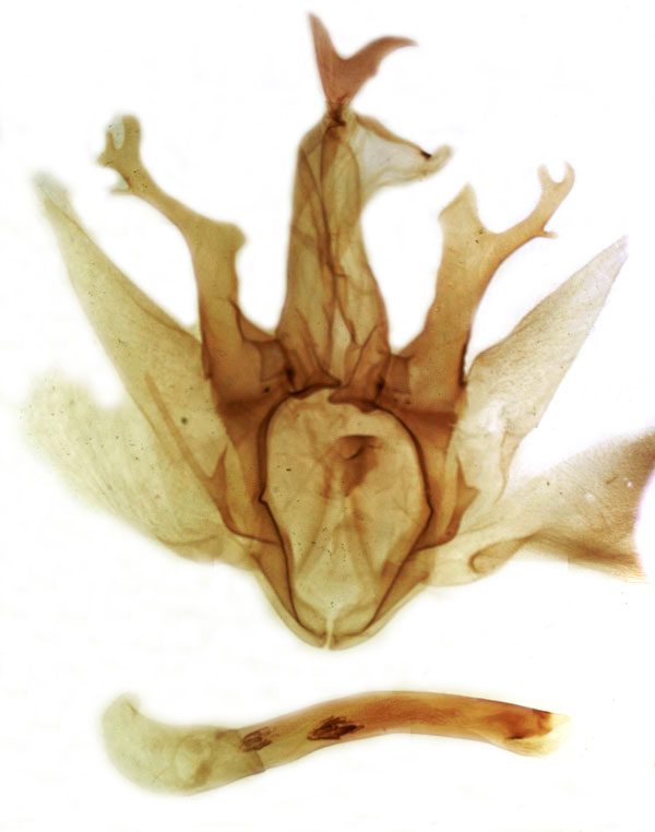 /filer/webapps/moths/media/images/O/ochrocraspeda_Achaea_GM_MSNM_Berio1304.jpg