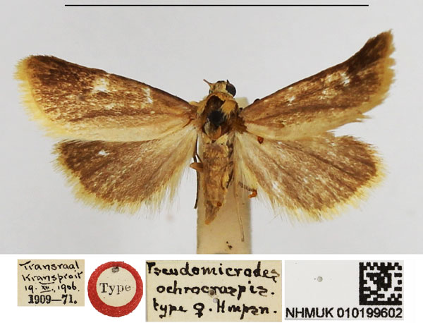 /filer/webapps/moths/media/images/O/ochrocraspis_Pseudomicrodes_HT_NHMUK.jpg