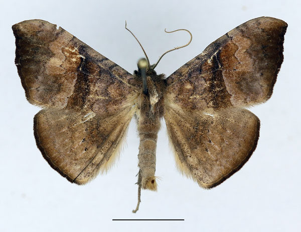 /filer/webapps/moths/media/images/O/ochrodiscata_Enmonodiops_AL_Aulombard.jpg