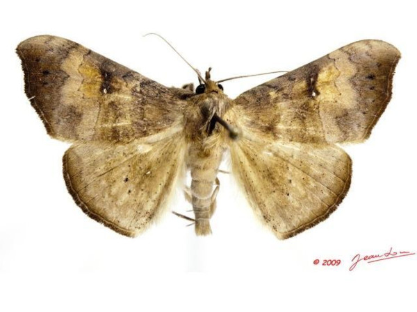 /filer/webapps/moths/media/images/O/ochrodiscata_Enmonodiops_A_Albert.JPG