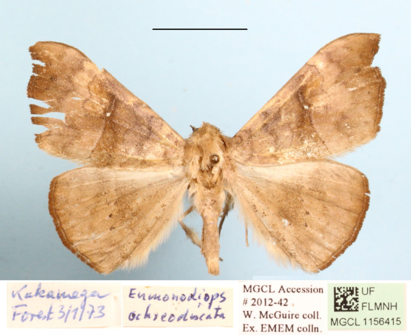 /filer/webapps/moths/media/images/O/ochrodiscata_Enmonodiops_A_MGCLa_01.JPG