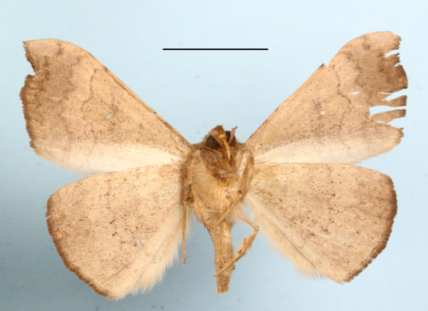 /filer/webapps/moths/media/images/O/ochrodiscata_Enmonodiops_A_MGCLb_01.JPG