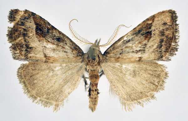 /filer/webapps/moths/media/images/O/ochrographa_Meganola_AM_NHMO_01.jpg