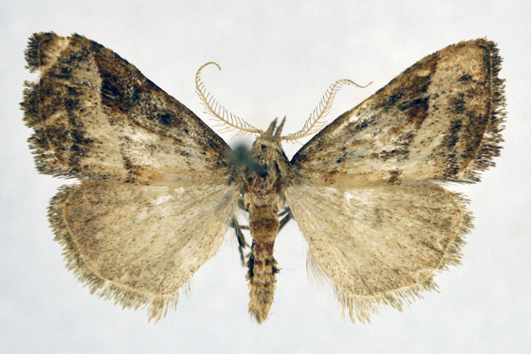 /filer/webapps/moths/media/images/O/ochrographa_Meganola_AM_NHMO_02.jpg