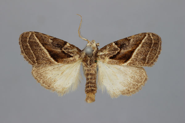 /filer/webapps/moths/media/images/O/ochrographa_Meganola_HT_BMNH.jpg