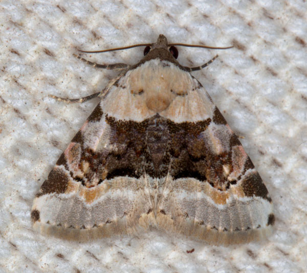 /filer/webapps/moths/media/images/O/ochrographa_Metachrostis_A_Heyns.jpg
